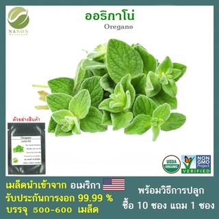 เมล็ดออริกาโน่ จำนวน 500-600 เมล็ด