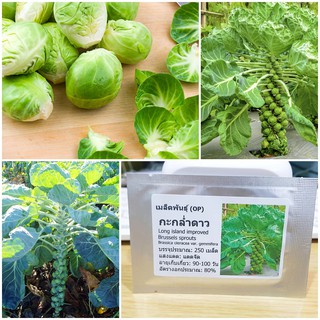 เมล็ดพันธุ์ กะหล่ำดาว (Brussels sprouts Seed) บรรจุ 250 เมล็ด คุณภาพดี ราคาถูก ของแท้ 100%