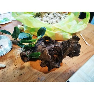 🎋ขอนไม้แต่งตู้ปลา​ อนูเบียสเกาะ1ช่อไม้ใหญ่🎋🎏