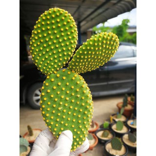 Opuntia Microdasy หนามเหลือง 3แพดหูกระต่าย