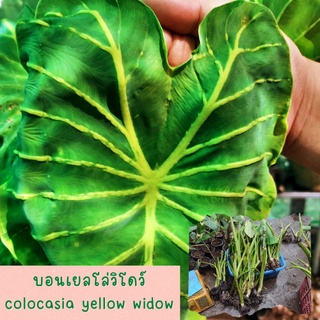 colocasia yellow widow หรือราชินีฟาโรห์เหลือง 1 ต้น  กระดูกใบเหลืองสวย เด่น ส่งแบบตัดใบออก สินค้าพร้อมจัดส่ง