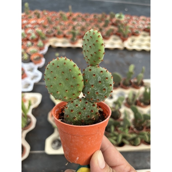 โอพันเทีย  รูฟิด้า Opuntia Rufida