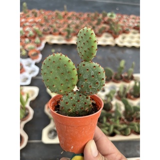 โอพันเทีย  รูฟิด้า Opuntia Rufida