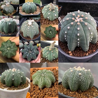 แอสโตรซุปเปอร์เว้า Astrophytum Star shaped คาบูโตะ แอสโตรเว้าปลาดาวดอทสวยงาม กระบองเพชร คัดพิเศษ ราคาเบาๆ