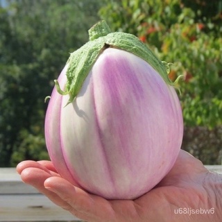 ถูก ใหม่ สายพันธุ์เมล็ดพันธุ์ มะเขือโรซ่า เบียนคา (Rosa Bianca Eggplant Seed) บรรจุ 10 เมล็ด U4U9