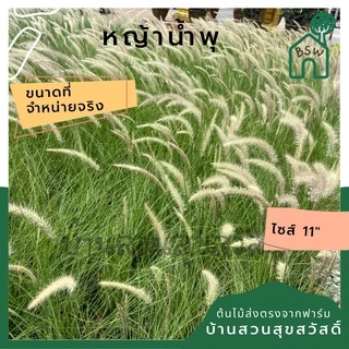 หญ้าน้ำพุ 11 นิ้ว ไม้แดดประดับสวน