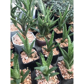 อโลฟันเสือ อโลจูเวนนา Tiger Tooth Aloe/Aloe Juvenna ไม้อวบน้ำ กระบองเพชร