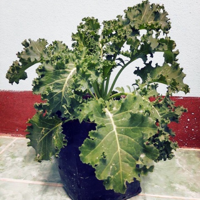 ต้นกล้าผักเคล (Kale) ขนาดใหญ่ 🍀🍀 (Kale ) หรือที่เรียกกันโดยทั่วไปว่า เค ...