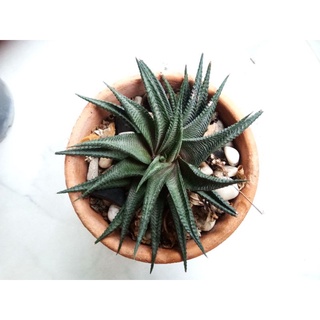 ต้นม้าเวียน ไม้อวบน้ำ Haworthia limifolia