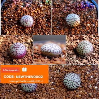 🐸Conophytum obcordellum 🐸10เมล็ด69บาท!