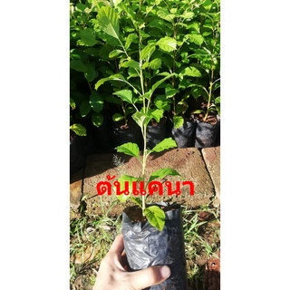 ต้นแคนา 3 ต้น 100 บาท สูง 40ซม.ค่ะ