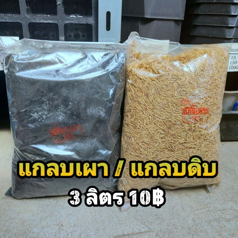 // แกลบ // ดำเผา ขาวดิบ เหลือง // 3 ลิตร (หนักราวๆ 400 - 700 กรัม) วัสดุปลูก