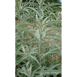 White Prairie Sage Seeds for Planting (8 seeds)种子/生菜/男装/内裤/花园/玫瑰/手链/木瓜/芹菜/帽子/ 4587