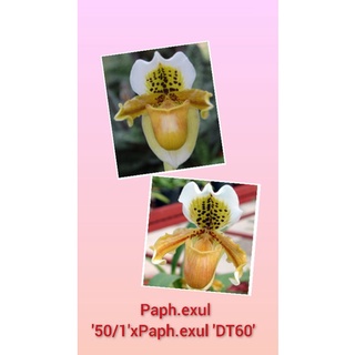 Paph.exul 50/1xPaph.exul DT60ต้นเล็ก