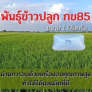 พันธุ์ข้าวปลูก กข85 เมล็ดพันธุ์ ข้าวปลูก กข85 เมล็ดพันธุ์ข้าว พันธุ์ข้าว กข.85 ให้ผลผลิตดี (1 กิโล)