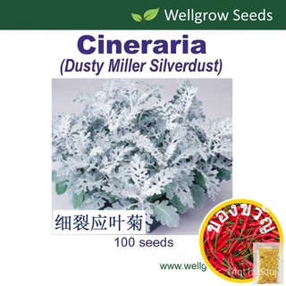 เมล็ด: Cineraria Dusty Miller ดิบ100เมล็ดใบเงิน, สีเทาเงินed WHYH