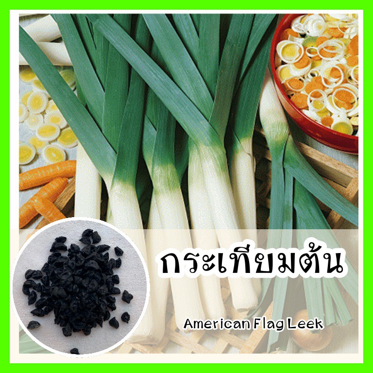 พร้อมส่ง รหัส 058 เมล็ดพันธุ์แท้ OP แท้ 100 % กระเทียมต้น กลิ่นเหมือนกะเทียม ลำต้นมีสีขาวสด - American Flag Leek