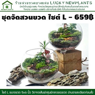 ชุดจัดสวนขวดไซต์ L สวนขวดแบบเปิด โหลทรงกลมไม่มีฝา 659 บาท