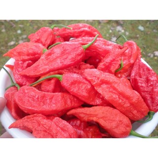 พริกบุตโจโลเกีย (Bhut Jolokia Pepper Seed) เผ็ดมากกว่า 1,000,000 SHU บรรจุ 5 เมล็ด ของแท้ 100%