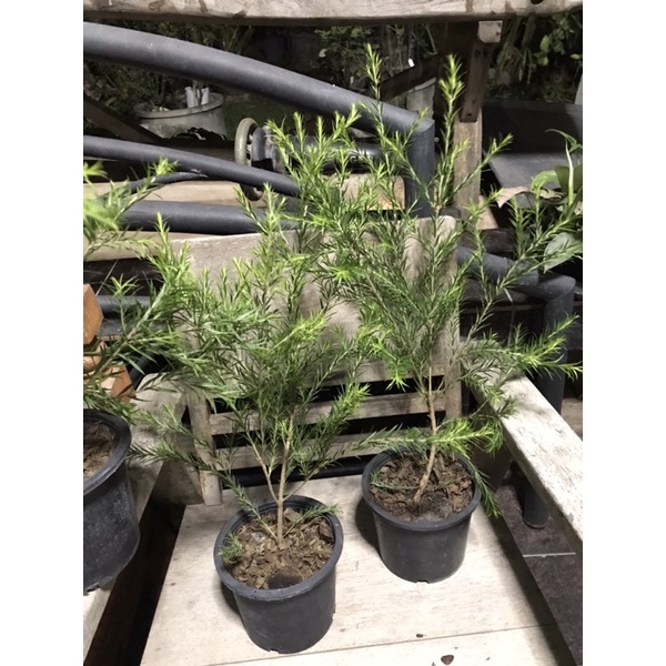 ต้นที ทรี Tea Tree ใบมีกลิ่นหอมอ่อนๆพร้อมปลูก