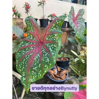 ✔️บอนสี นกกระทา ✔️พร้อมกระถาง💯
