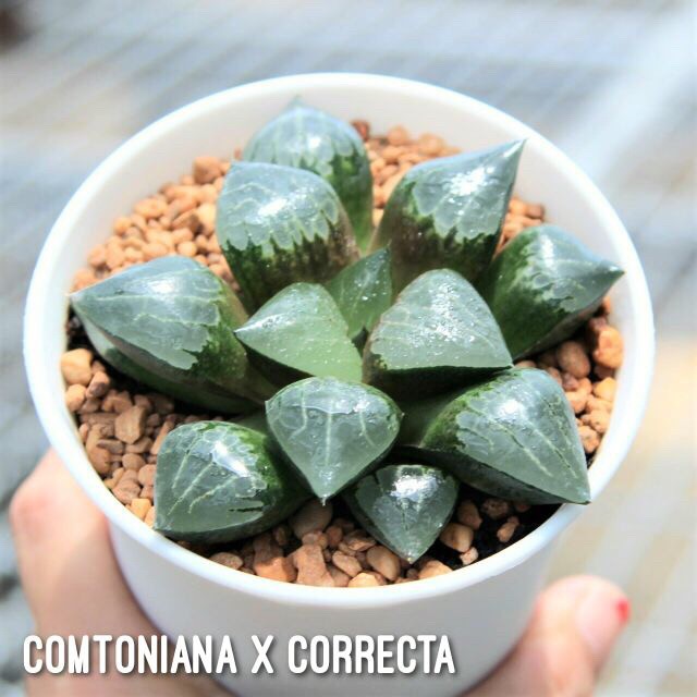 Haworthia Comtoniana x Correcta  Succulents 2U กุหลาบหินนำเข้า ไม้อวบน้ำ