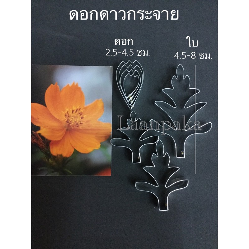 พิมพ์ตัดดอกดาวกระจาย / ซิลิโคนอัดลายดอกดาวกระจาย