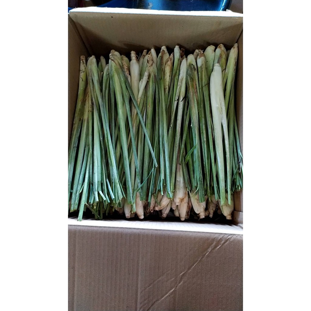 ต้นตะไคร้ ต้นกล้าตะไคร้ (1กก. 69 บาท) ปลูกได้ ตัดทานได้เลย lemon grass 1kg 69 บาท