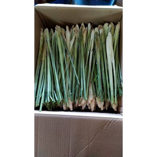 ต้นตะไคร้  ต้นกล้าตะไคร้ (1กก. 39 บาท) ปลูกได้ ตัดทานได้เลย lemon grass  1kg  49 บาท