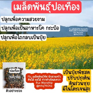 ปอเทืองเมล็ดพันธุ์ 10 g พร้อมปลูกได้ทันที รับประกันคุณภาพเมล็ด งอก 80%จากแหล่งผลิต