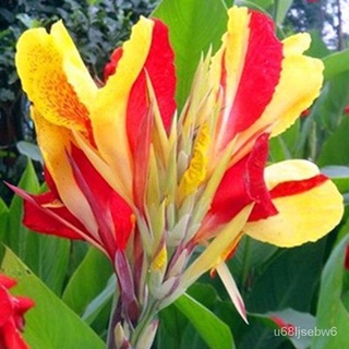 ถูก ใหม่ สายพันธุ์บอนสี 20เมล็ด เมล็ดพันธุ์ Canna Indica Seeds เมล็ดบอนสี บอนสีหายาก เมล็ดดอกไม้ บอนสีสวยๆ ต้นไม้มงคล HR