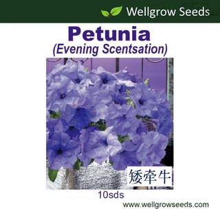 เมล็ดพืช: Petunia Evening Scentsation F1 (10sds) seeds seeds GXJ3