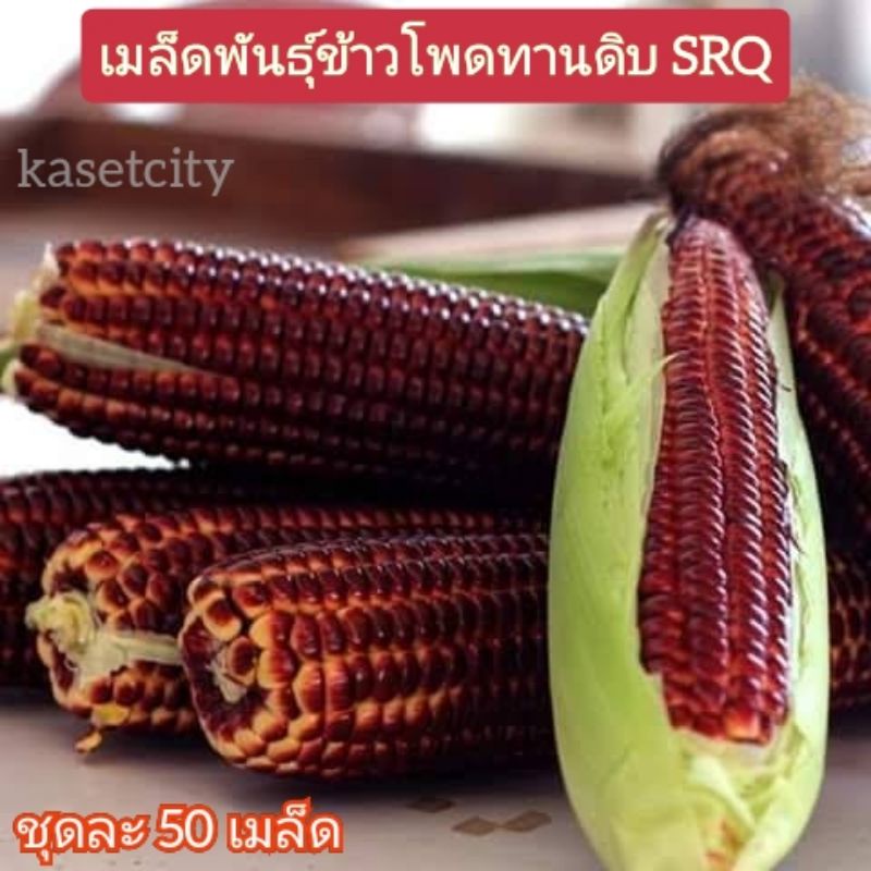 เมล็ดพันธุ์ข้าวโพดทับทิมสยามชุดละ50เมล็ด