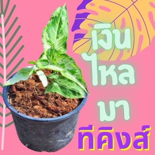 1 ต้น เงินไหลมาทรีคิง Syngonium Three King เงินไหลมา ไม้ฟอกอากาศ ส่งพร้อมกระถาง