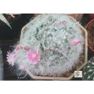 ต้นกระบองเพชรแมมขนแมว Mammillaria cactus จะออกดอกสีชมพูเล็กๆ  กระถาง 2.5"