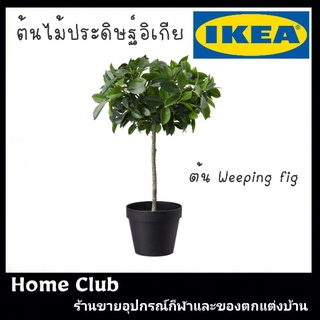 ไม้ประดิษฐ์ในกระถาง, ใน/นอกอาคาร/ต้น Weeping fig ขนาด44ซม.