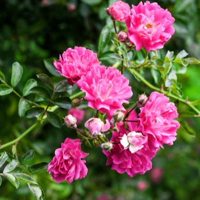 เมล็ดพันธุ์กุหลาบ สายพันธุ์อังกฤษ ไม้เลื้อย สีม่วง ดอกใหญ่ Climbing Rose Seeds นำเข้าจากต่างประเทศ 3