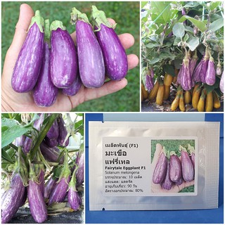 เมล็ดพันธุ์ มะเขือ แฟรี่เทล (Fairytale Eggplant F1 Seed) บรรจุ 10 เมล็ด คุณภาพดี ราคาถูก ของแท้ 100%