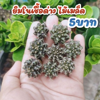 ยิมโนเชื้อด่างไม้เมล็ด ต้นละ 5บาท ขั้นต่ำ 5ต้นนะ