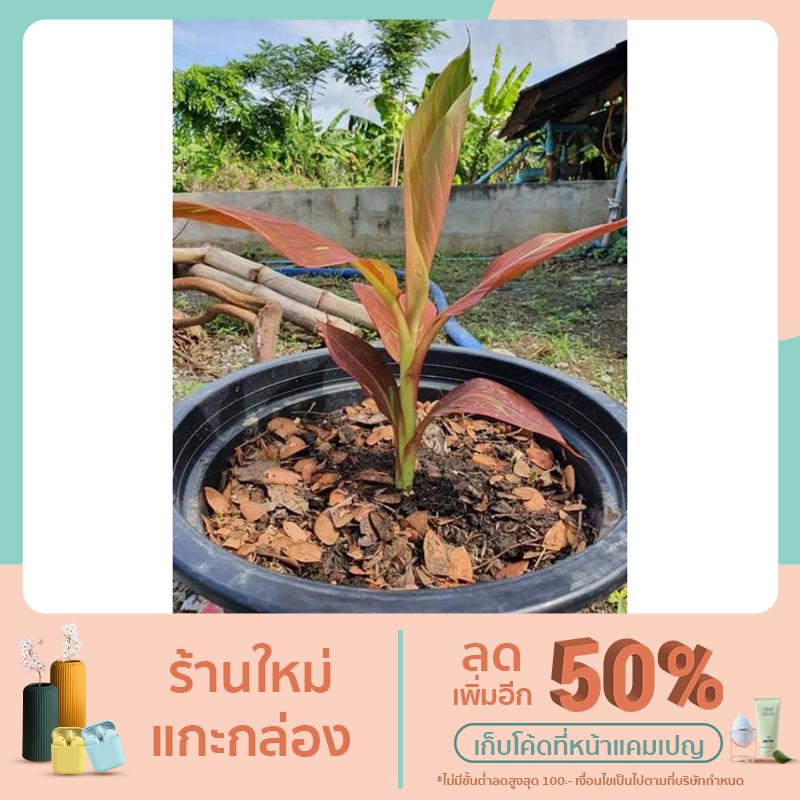 🌾🍌 กล้วยด่างแดงอินโด (Musa Siam Ruby) 🍂🍂