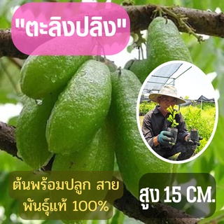 เปรี้ยวปรี๊ด จัดเซ็ท2ต้น (ขนาดเล็ก) ตะลิงปลิง สูง 15 ซม. ต้นพันธุ์พร้อมปลูก ต้นพันธุ์ตะลิงปลิง ต้นพร้อมส่ง