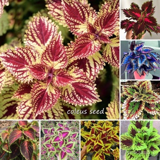 （อัตราการปลูกสูง）Mixcolor Coleus Seeds (Perilla Blumei) Flower Seeds 100 เมล็ด บอนสี เมล็ดพันธุ์แท้ ต้นไม้มงคล Real Plan