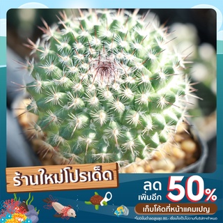 แมมมิลาเรีย แมมแม่เฒ่า Mammillaria Hahniana ขนาด 4 cm++