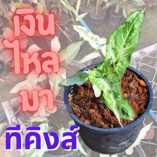 1 ต้น เงินไหลมาทรีคิง Syngonium Three King เงินไหลมา ไม้ฟอกอากาศ ส่งพร้อมกระถาง