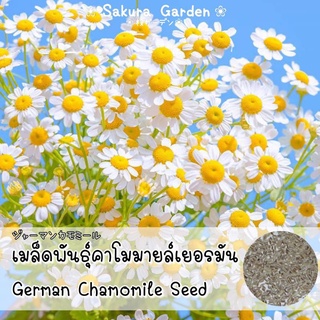 🌼เมล็ดพันธุ์คาโมมายล์เยอรมัน🌼 𝑮𝒆𝒓𝒎𝒂𝒏 𝑪𝒉𝒂𝒎𝒐𝒎𝒊𝒍𝒆 เมล็ดพันธุ์แท้ คุณภาพดี