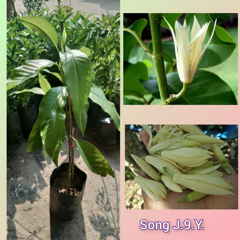 ต้นพันธุ์จำปีขาว ดอกใหญ่ ( กิ่งตอน) สูง 30 - 70 ซ.ม.