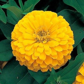 เมล็ด ดอกบานชื่นสีเหลือง - Mixed Yellow Zinnia Flower