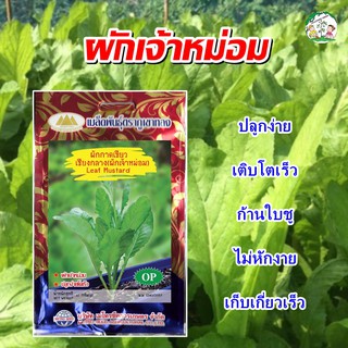 เมล็ดผักกาดเขียวเชียงกลาง ผักเจ้าหม่อม Leaf Mustard เมล็ดผักกาดเขียว เมล็ดผักสวนครัว ตราภูเขาทอง