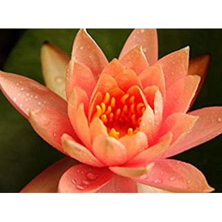 เมล็ดบัว สีส้ม 8 เมล็ด นำเข้าจากต่างประเทศ เมล็ดสดใหม่ สินค้ามีพร้อมส่ง
