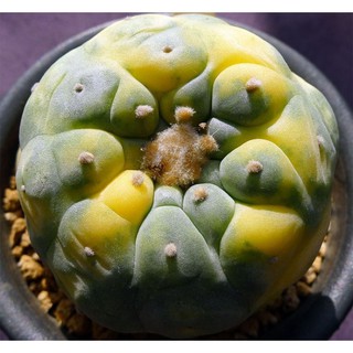 💚💛Lophophora Diffusa 💛💚โลโฟโฟล่า(ด่างเหลือง)10เมล็ด.-79